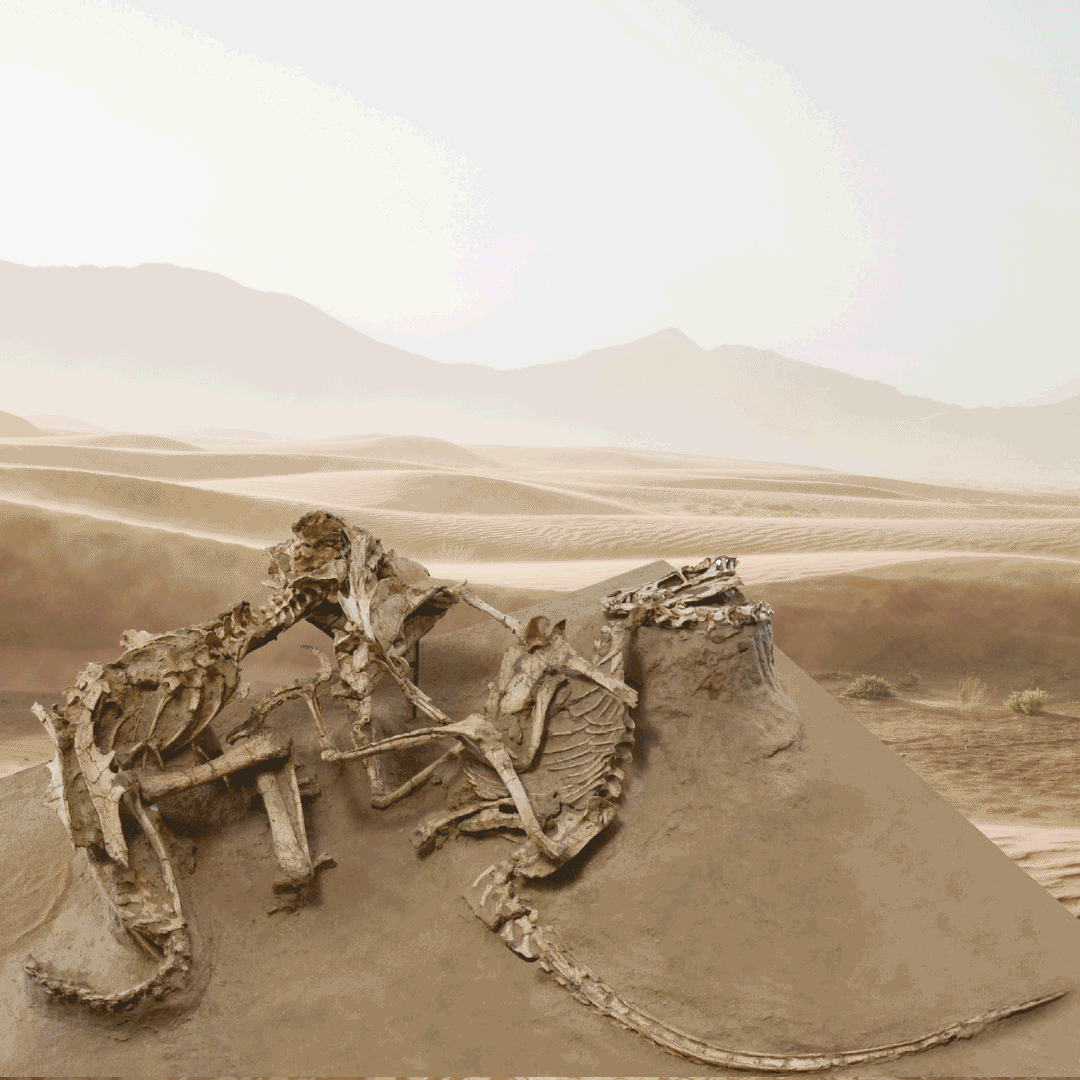 Photograph of the original Velociraptor and Protoceratops locked in combat, courtesy of Pleiades Publishing, Ltd. Illustration courtesy of Bob Nicholls. Cover design of Locked in Time by Milenda Nan Ok Lee.